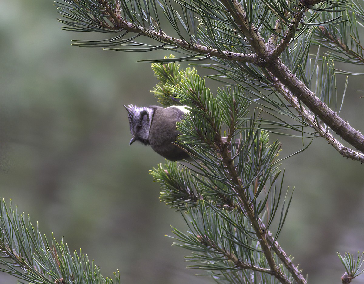 Crested Tit - ML618070337