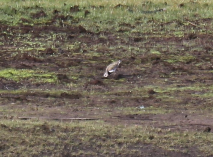 Andean Lapwing - ML618070346