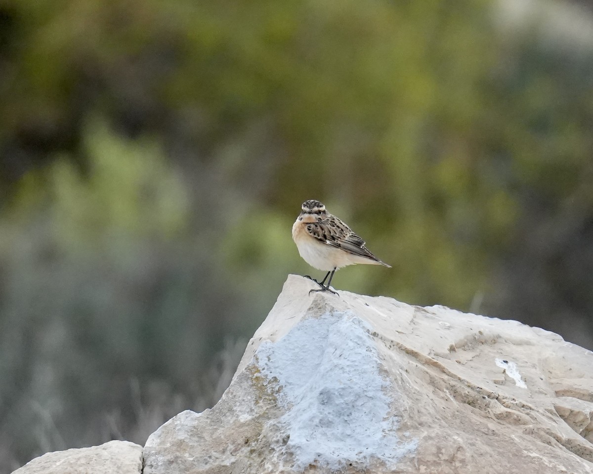 Whinchat - ML618070350