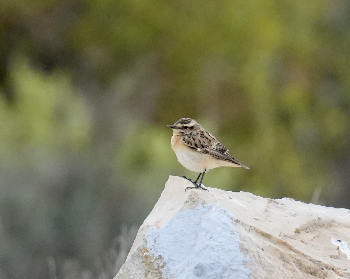 Whinchat - ML618070351