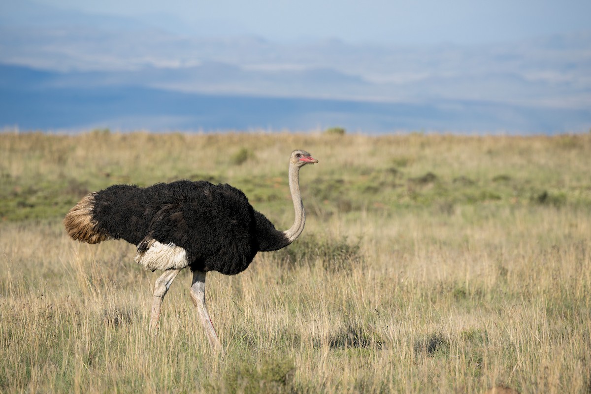 Common Ostrich - ML618070354