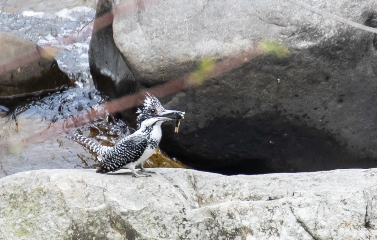 Crested Kingfisher - ML618070357