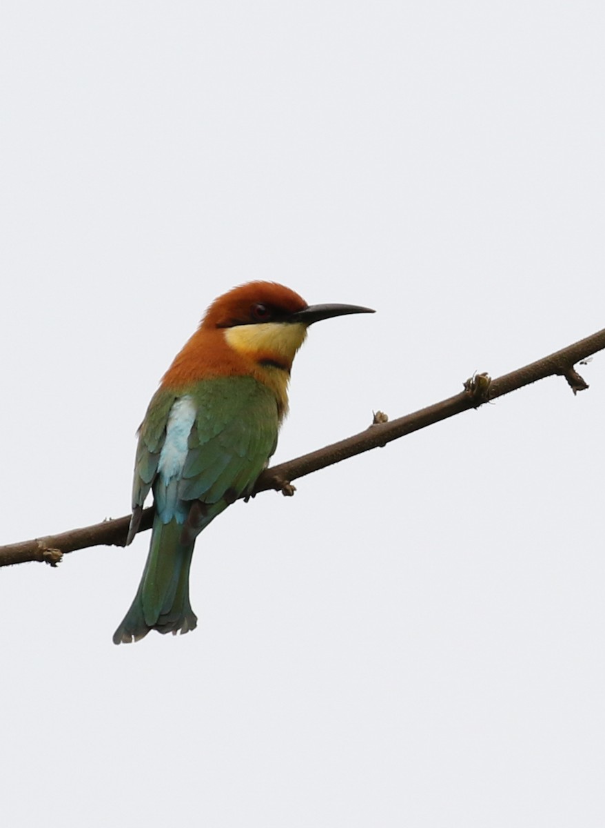 Chestnut-headed Bee-eater - Pallab Saikia