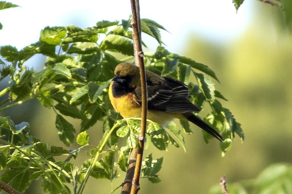 Orchard Oriole - ML618070359