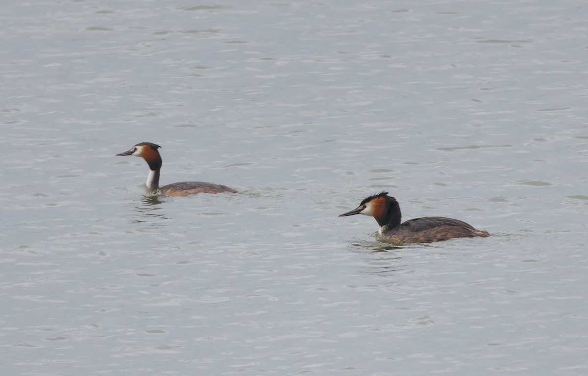 Great Crested Grebe - ML618070407
