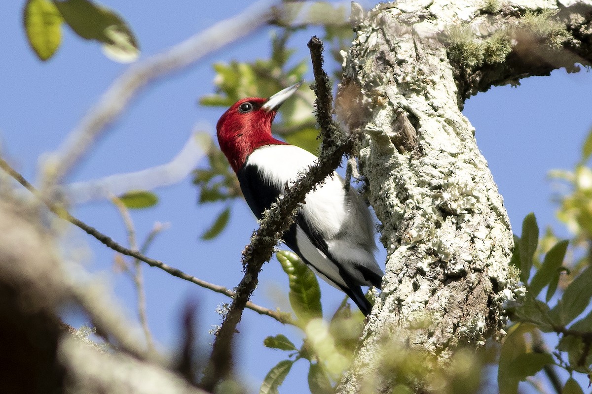 Red-headed Woodpecker - Martin Wall