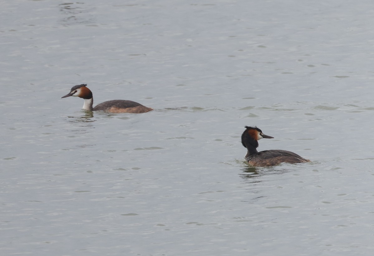 Great Crested Grebe - ML618070409