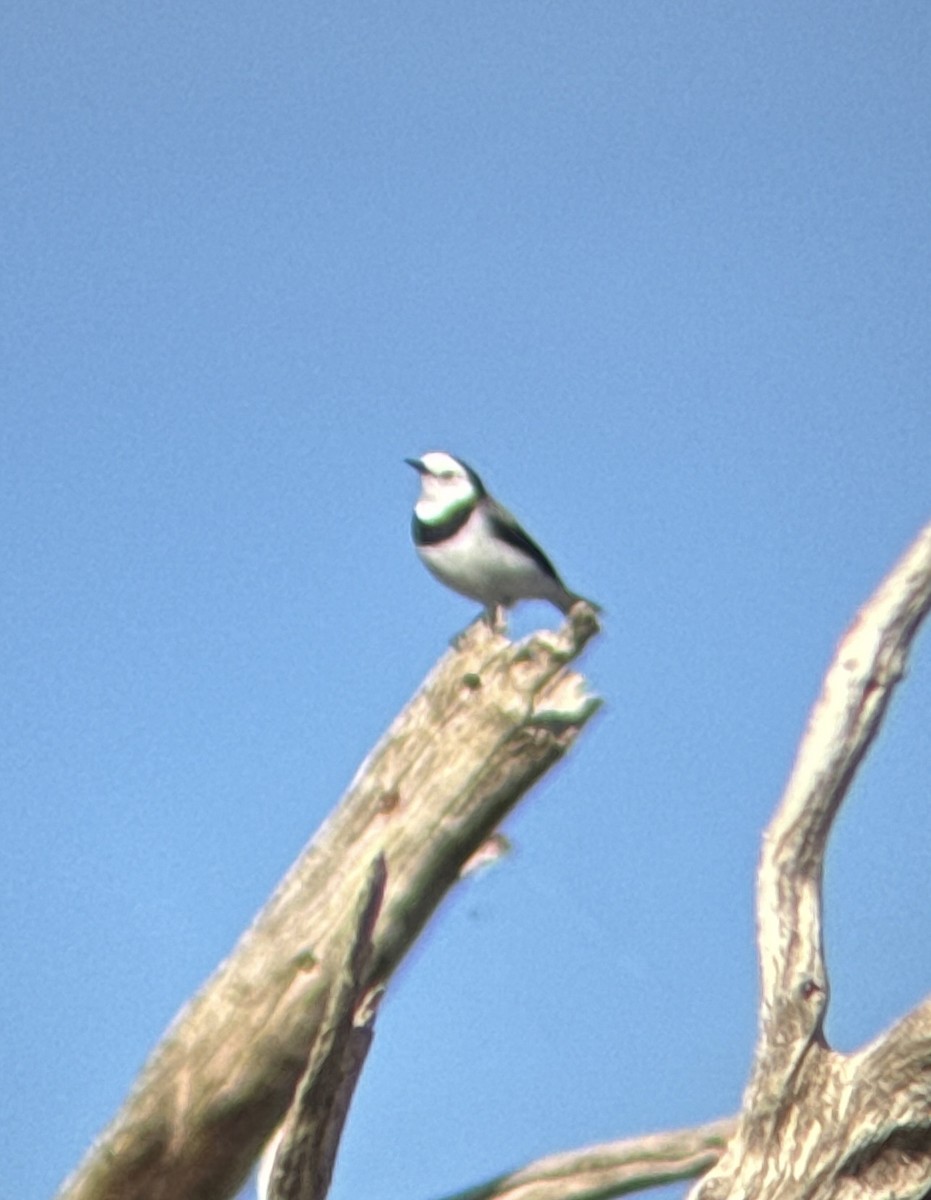 White-fronted Chat - ML618070411
