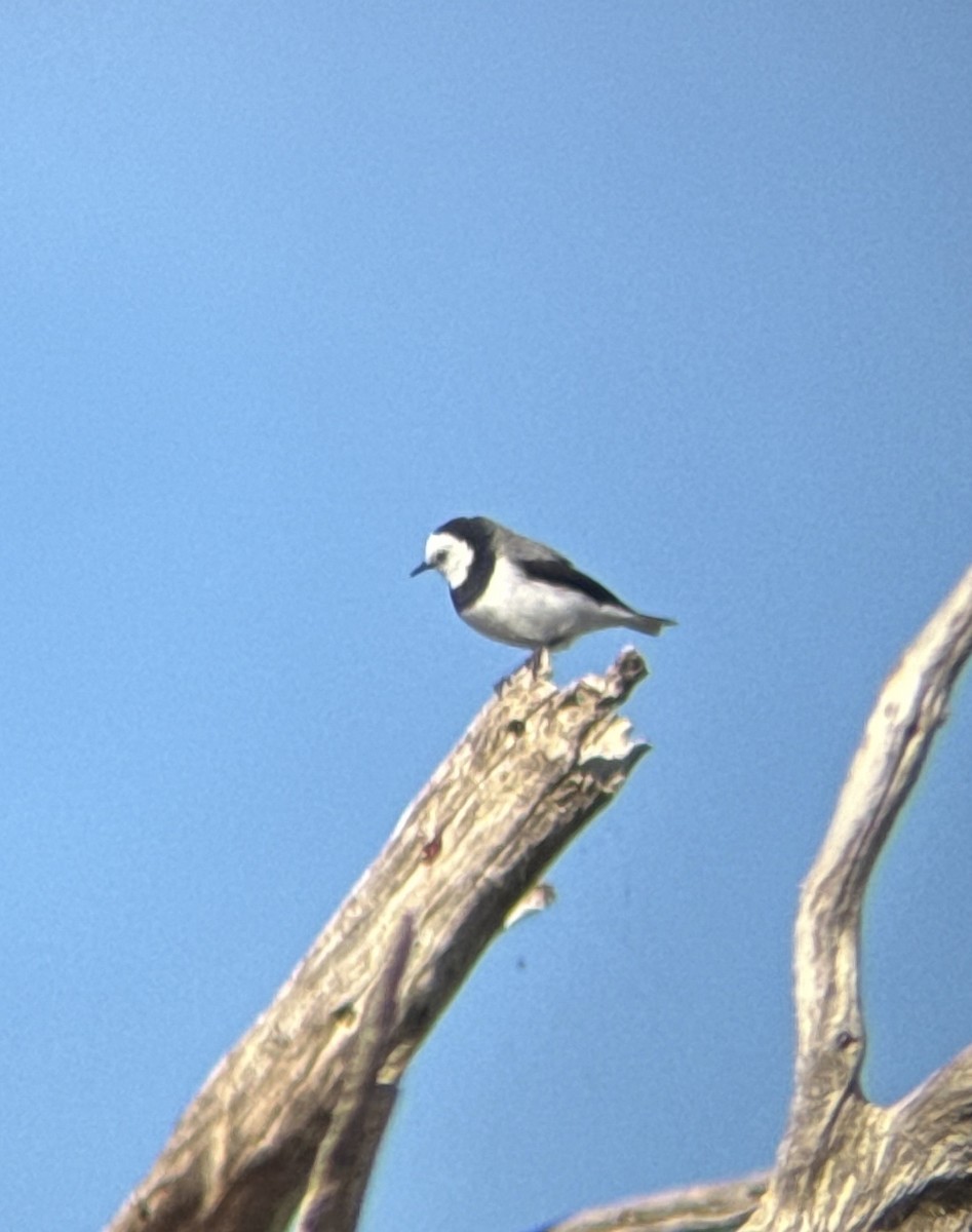 White-fronted Chat - ML618070413