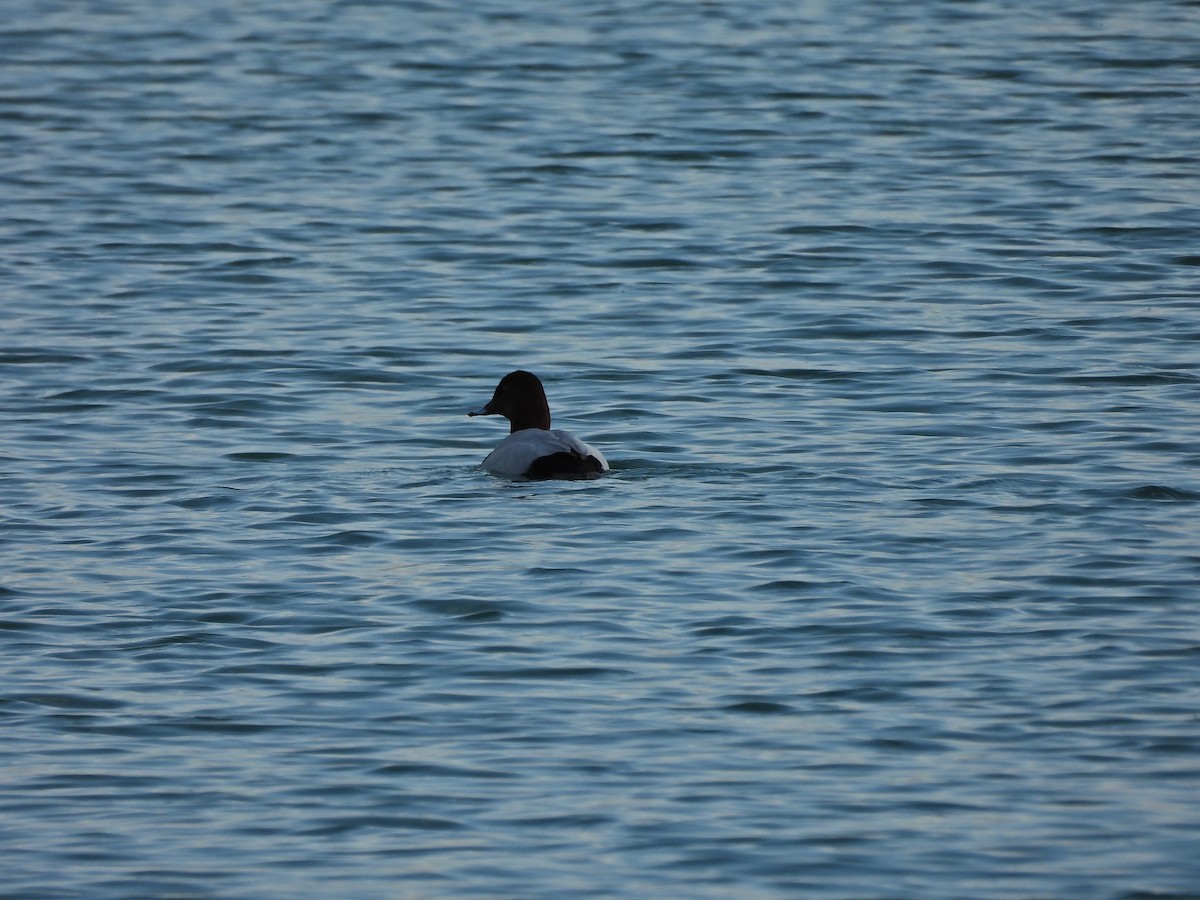 Tufted Duck - ML618070443