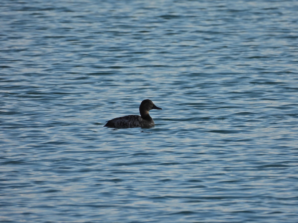 Tufted Duck - ML618070444