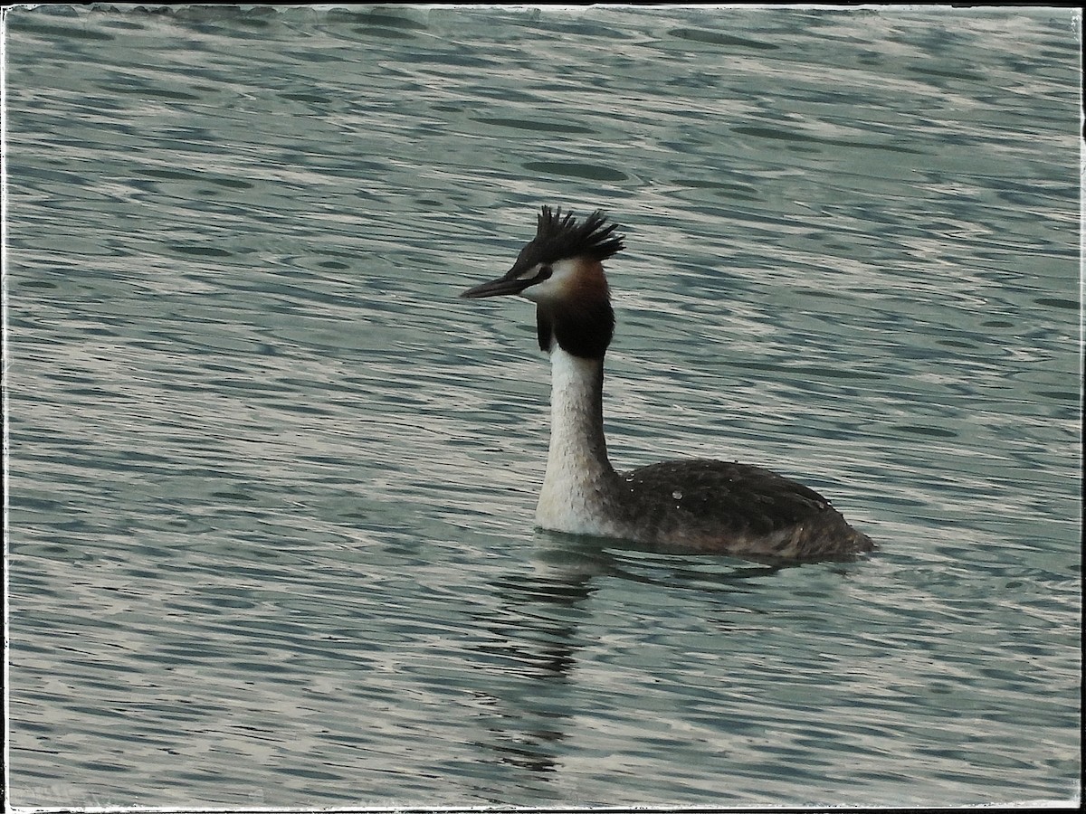 Great Crested Grebe - ML618070455