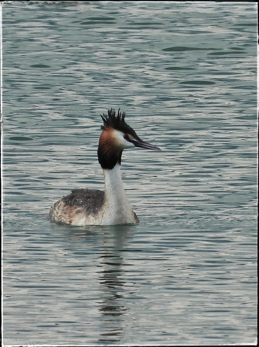Great Crested Grebe - Zbigniew Szwab