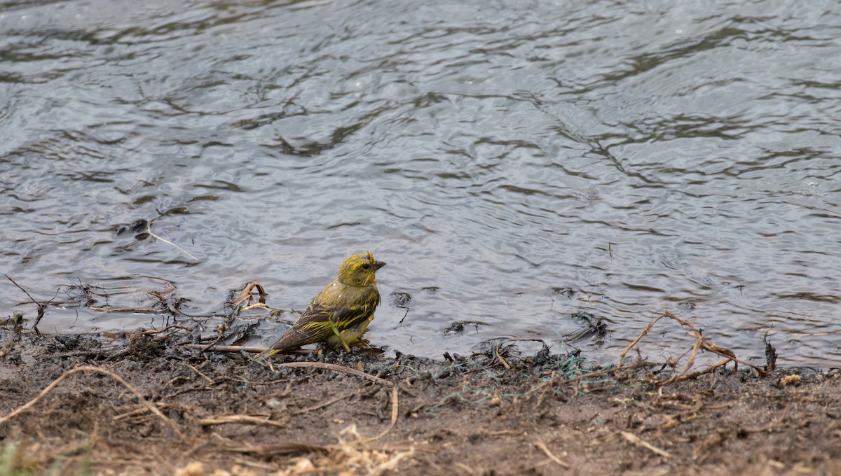 Yellow-crowned Canary - ML618070506