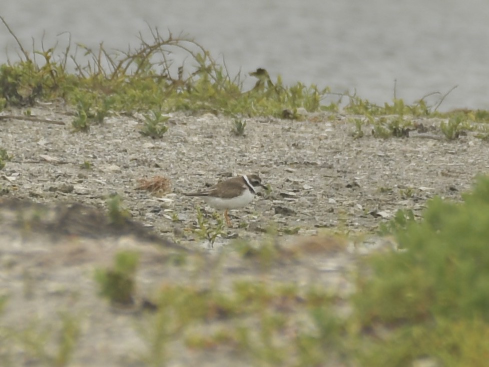 Semipalmated Plover - Kent Kleman