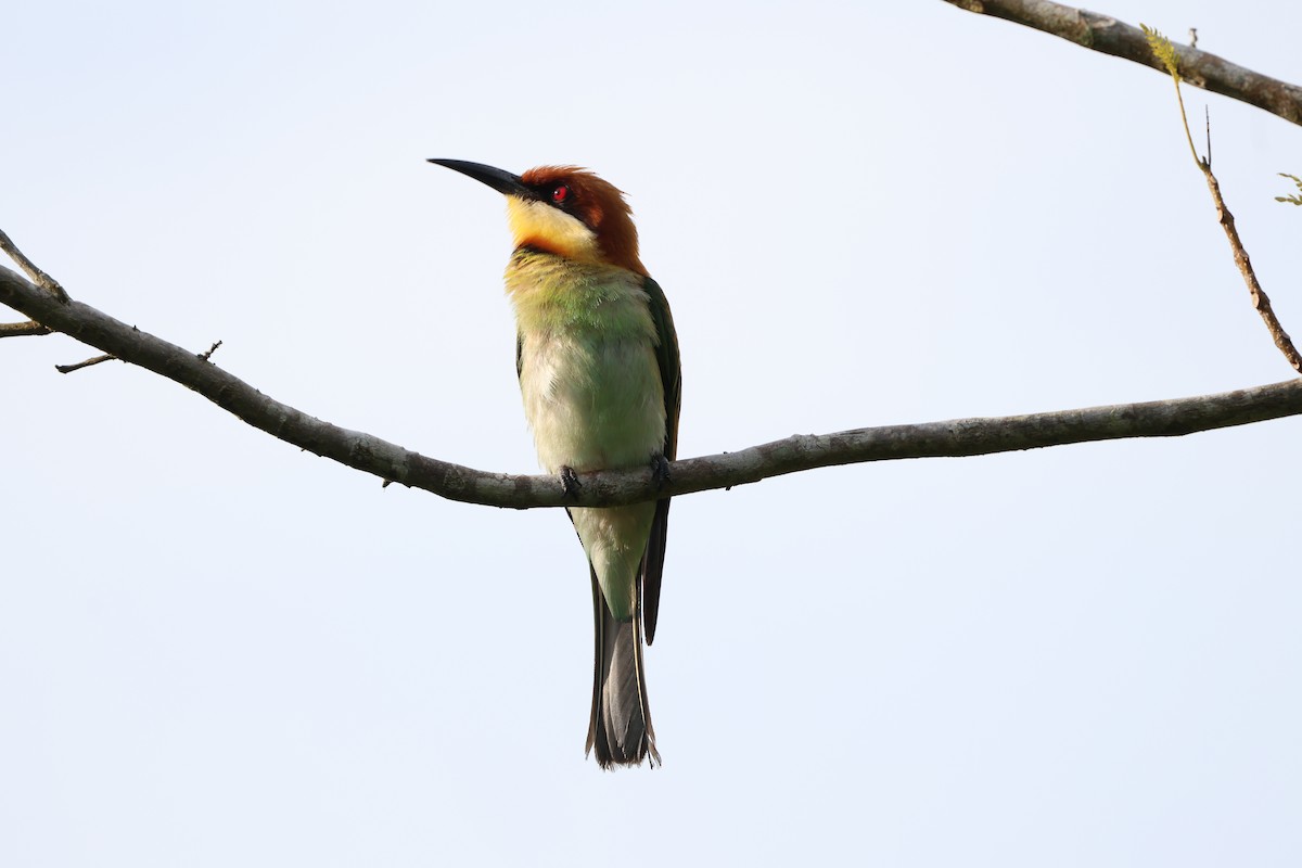 Chestnut-headed Bee-eater - Chai Thiam Lau