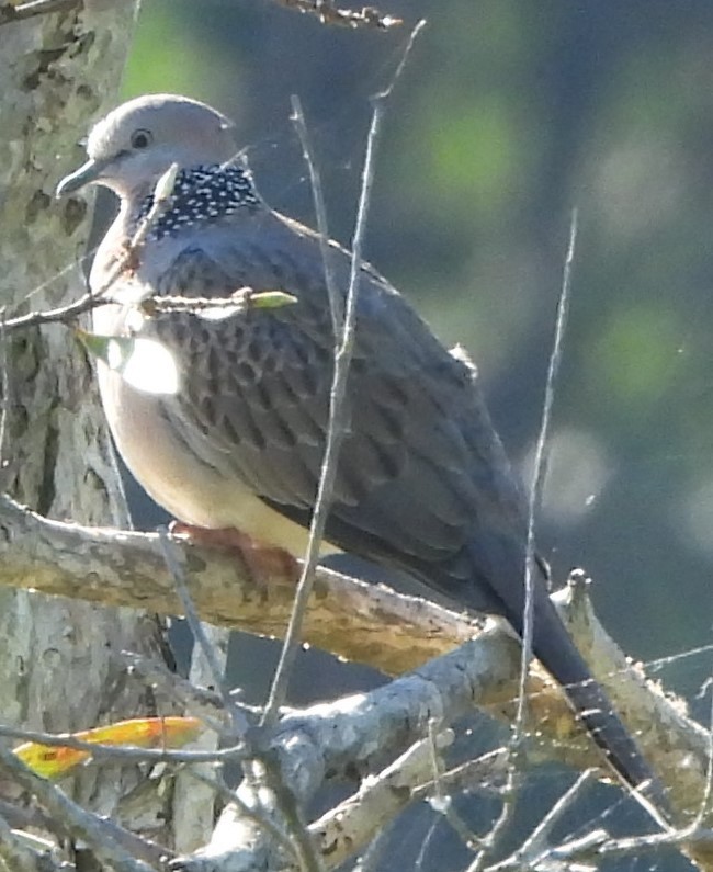 Spotted Dove - Suzanne Foley