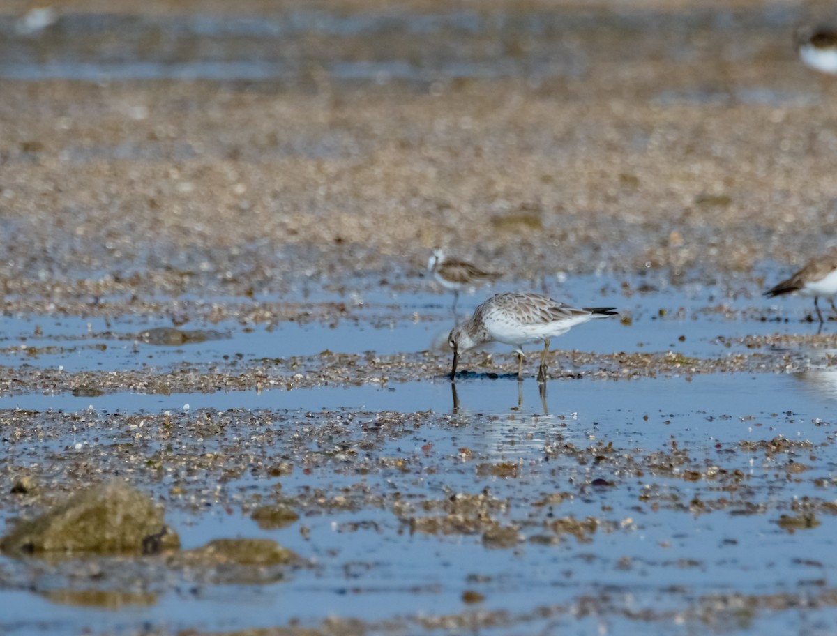 Great Knot - ML618070598