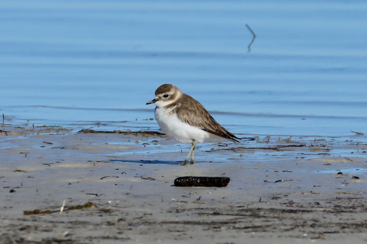 Double-banded Plover - ML618070603