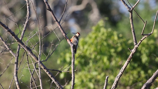 Yellow-crowned Woodpecker - ML618070616