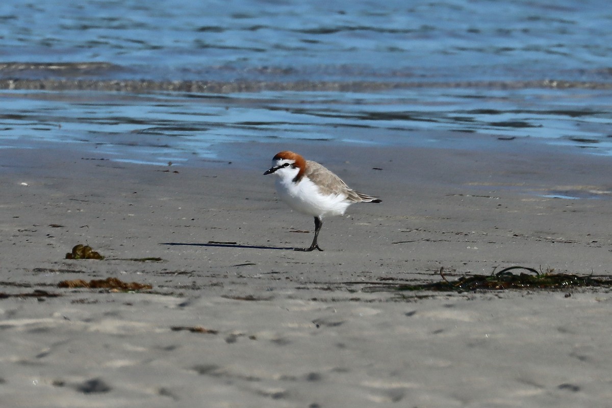 Red-capped Plover - ML618070617