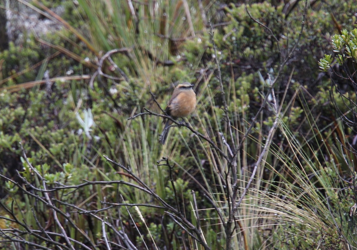Brown-backed Chat-Tyrant - ML618070619