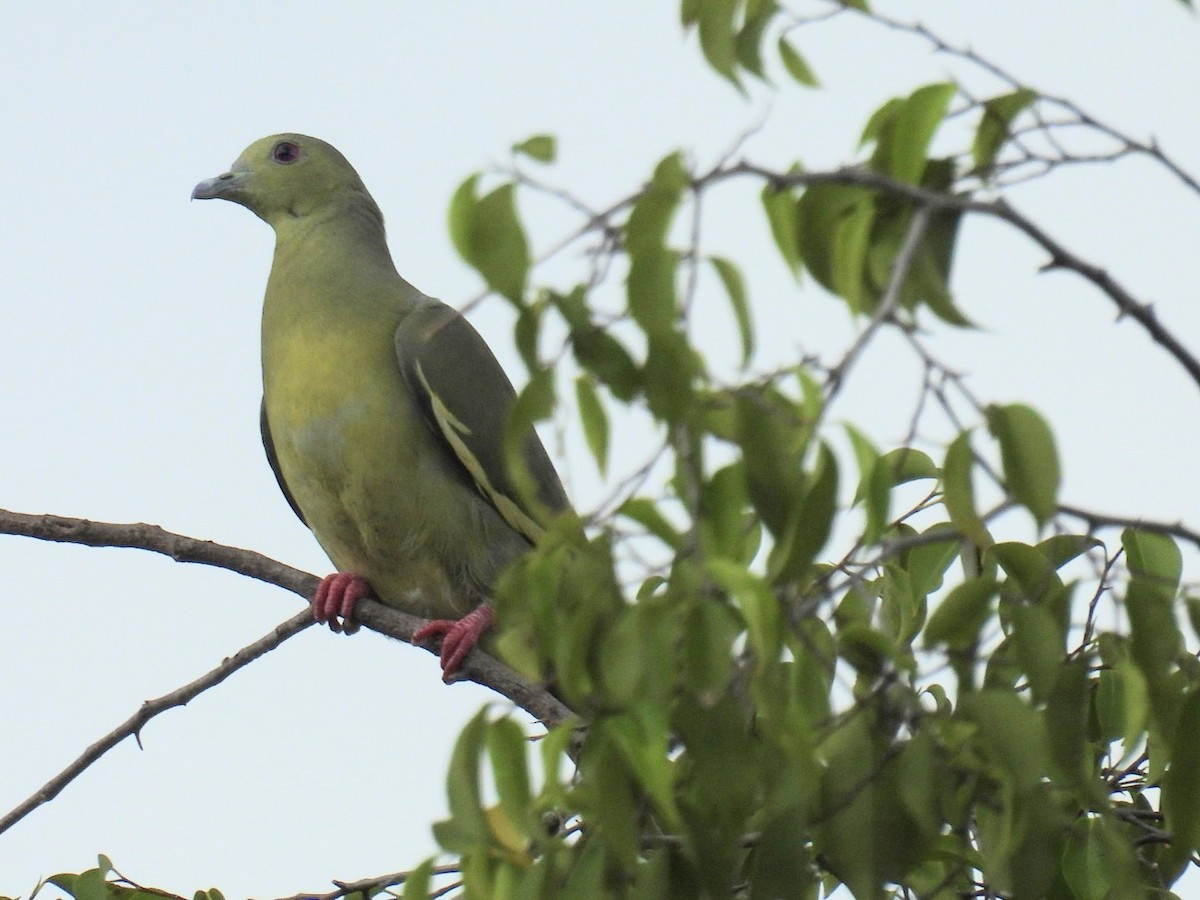 Pink-necked Green-Pigeon - ML618070646