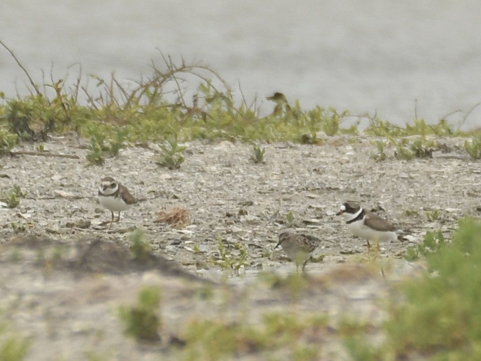 Semipalmated Plover - ML618070699
