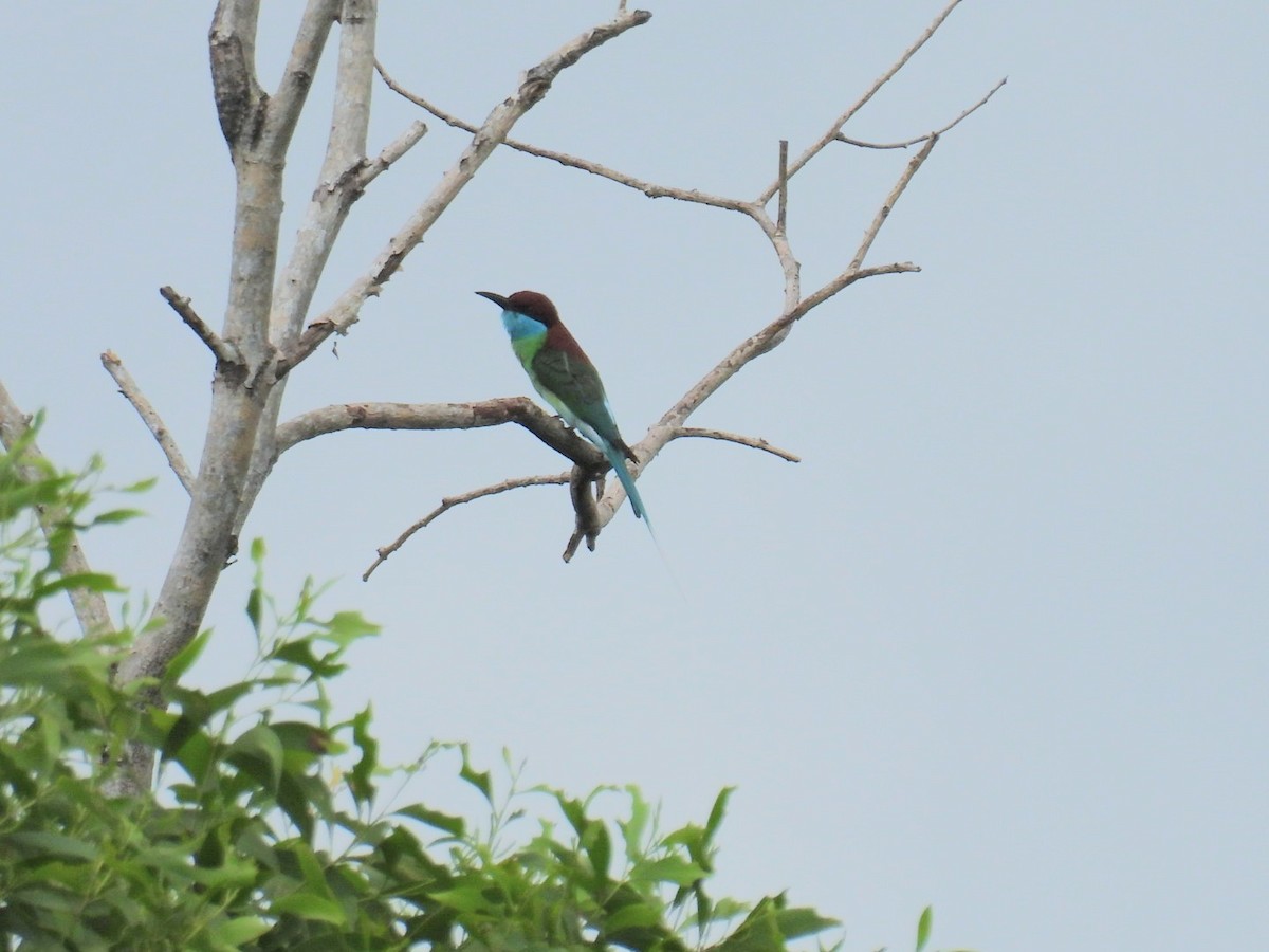 Blue-throated Bee-eater - Helen Erskine-Behr