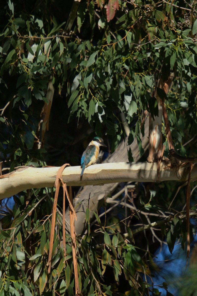 Sacred Kingfisher - Ulises Cabrera Miranda