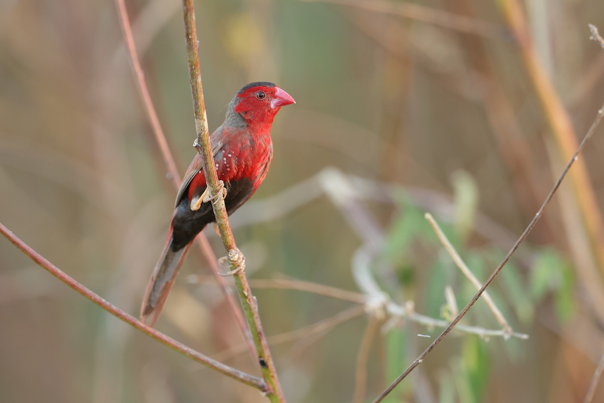 Crimson Finch (Black-bellied) - ML618070715