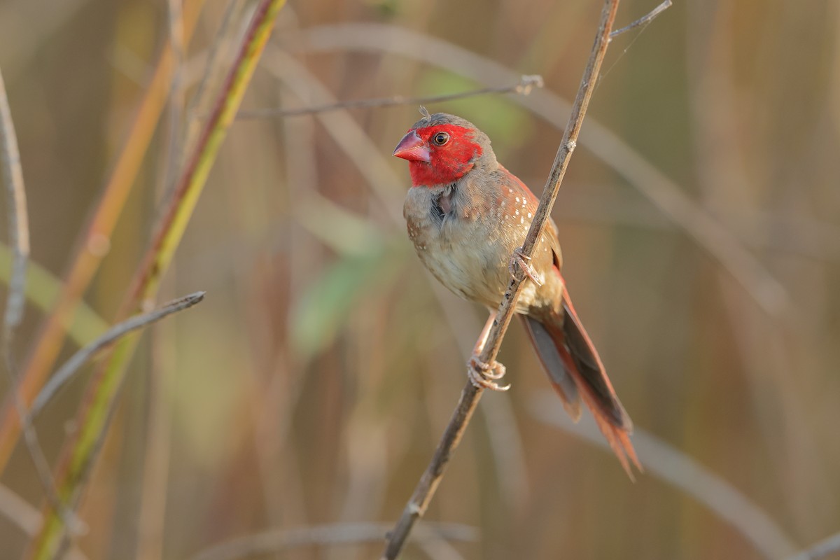 Crimson Finch (Black-bellied) - ML618070718