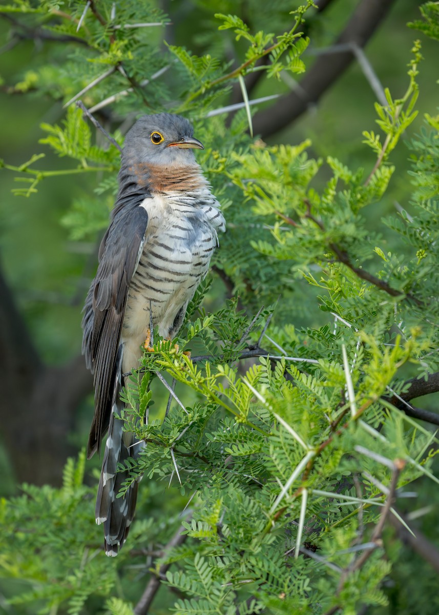 Red-chested Cuckoo - ML618070748