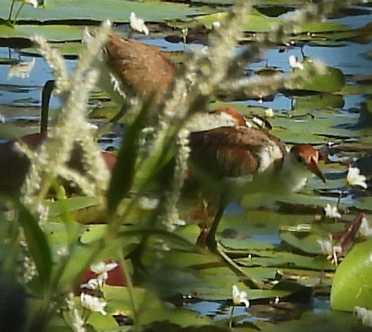 Comb-crested Jacana - Suzanne Foley