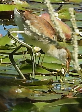 Comb-crested Jacana - Suzanne Foley