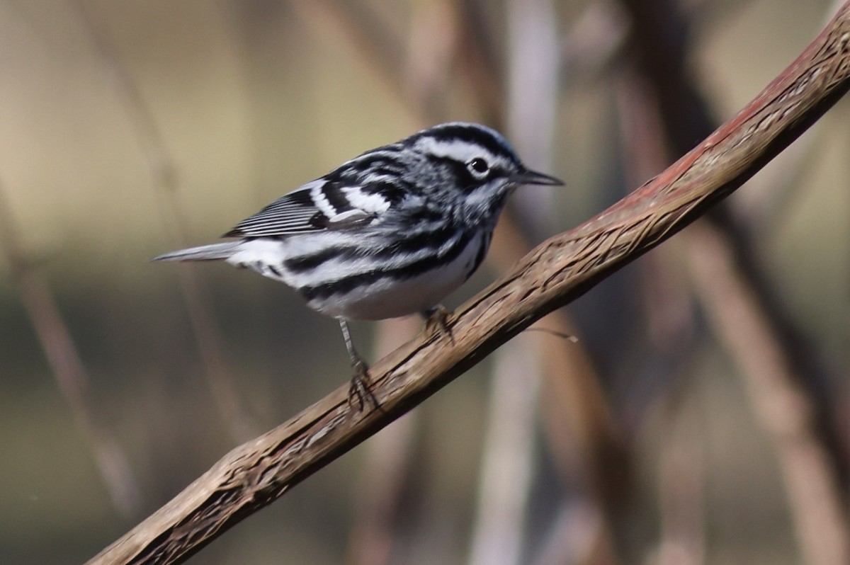 Black-and-white Warbler - ML618070891