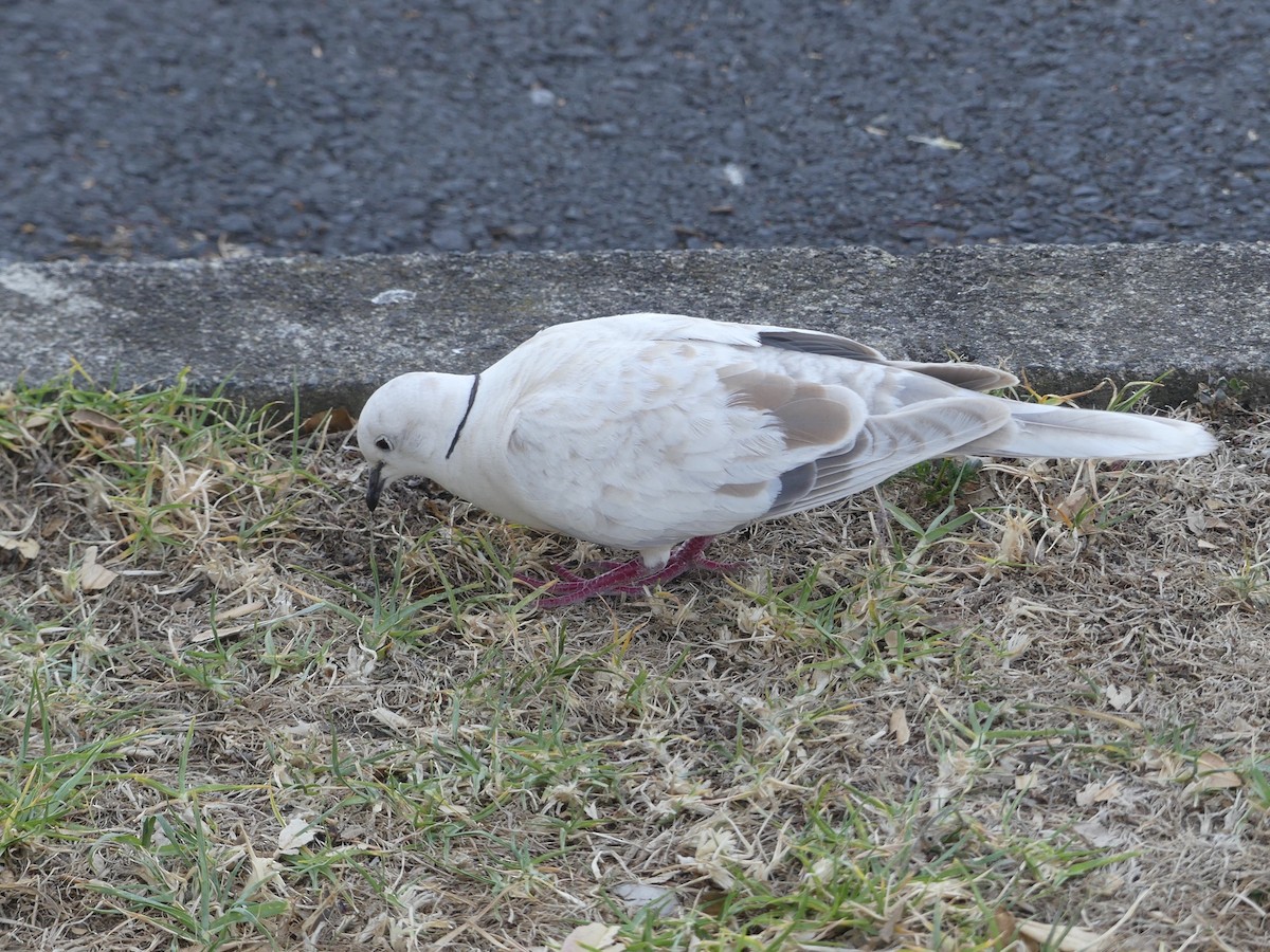 African Collared-Dove - ML618070917