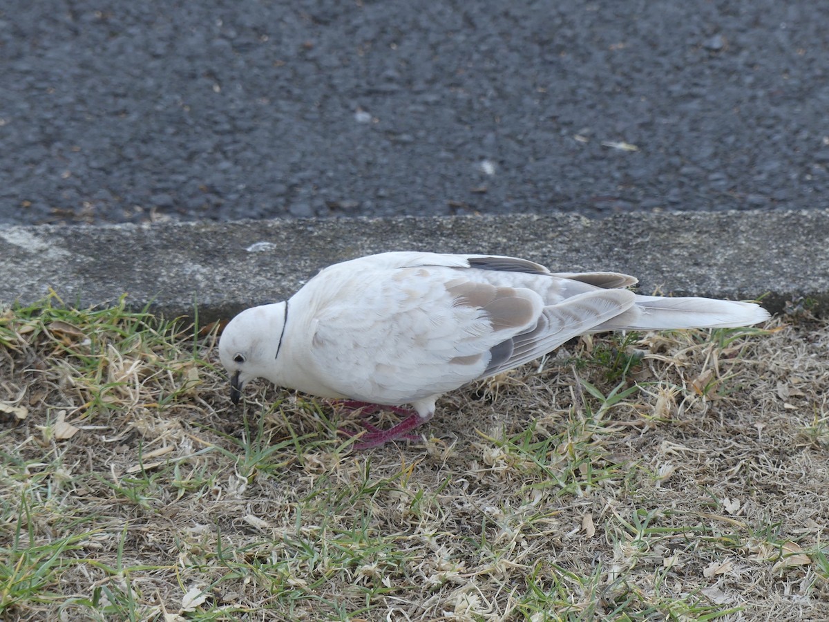 African Collared-Dove - ML618070921