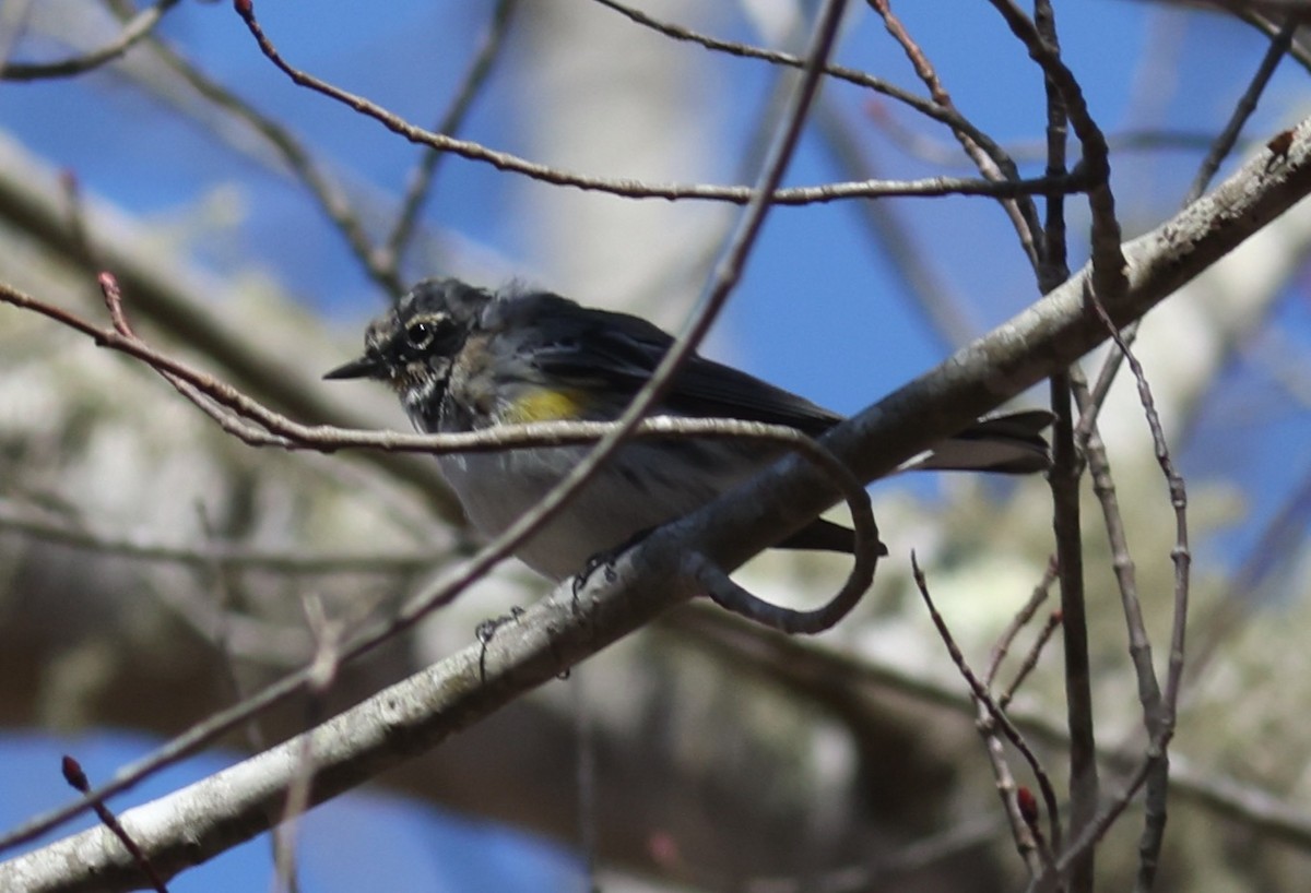 Yellow-rumped Warbler (Myrtle) - ML618070926