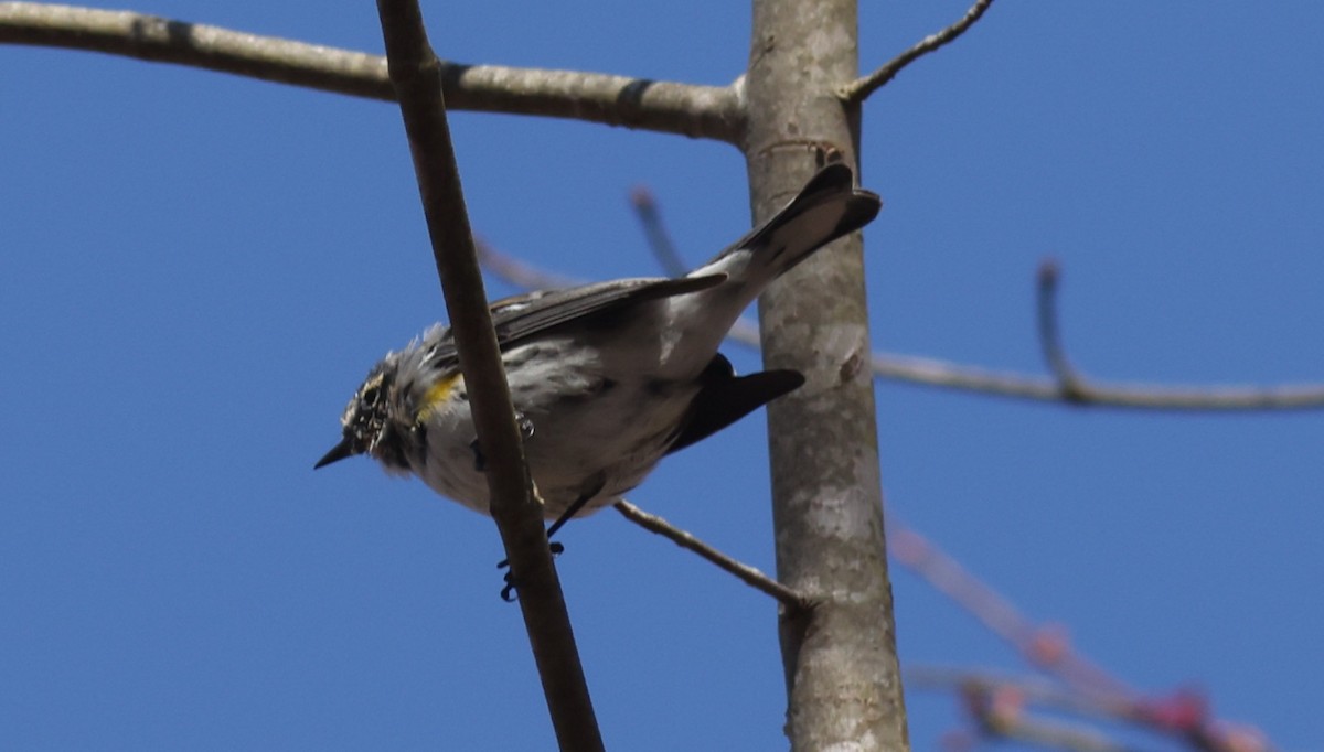 Yellow-rumped Warbler (Myrtle) - ML618070927