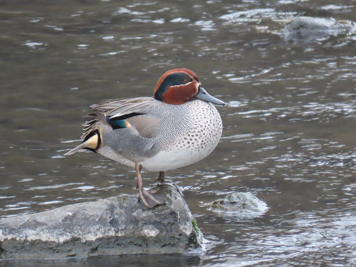Green-winged Teal - ML618071003