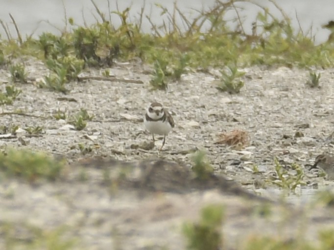 Semipalmated Plover - Kent Kleman