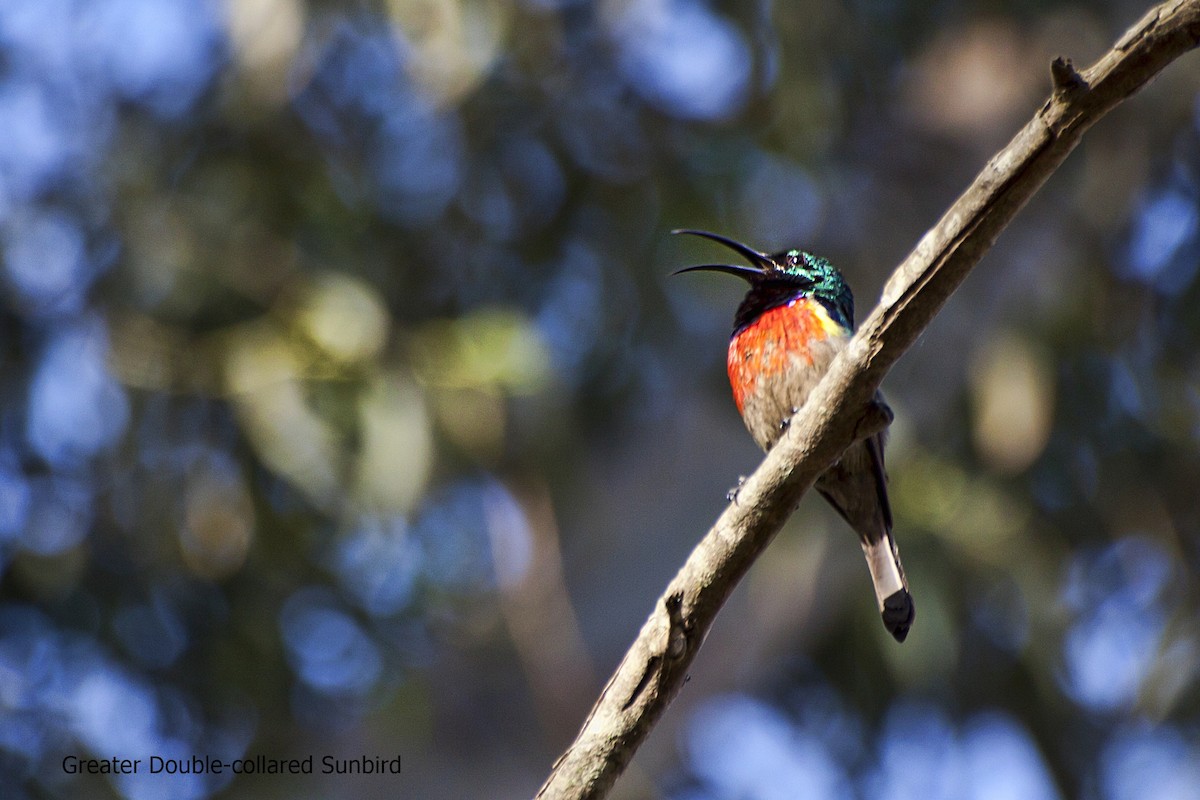 Greater Double-collared Sunbird - Marcel Liebenberg