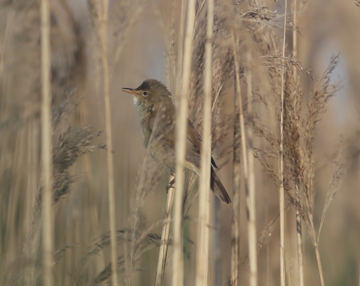 Common Reed Warbler - ML618071066