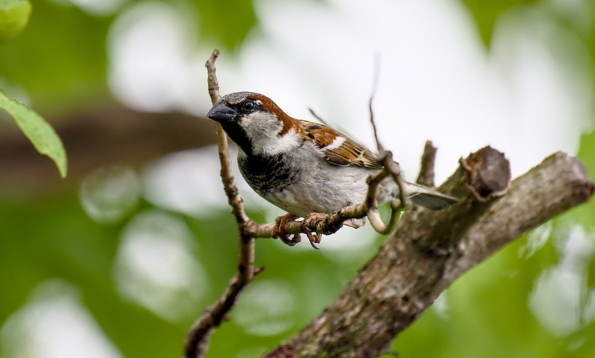 House Sparrow - Rickey Shive