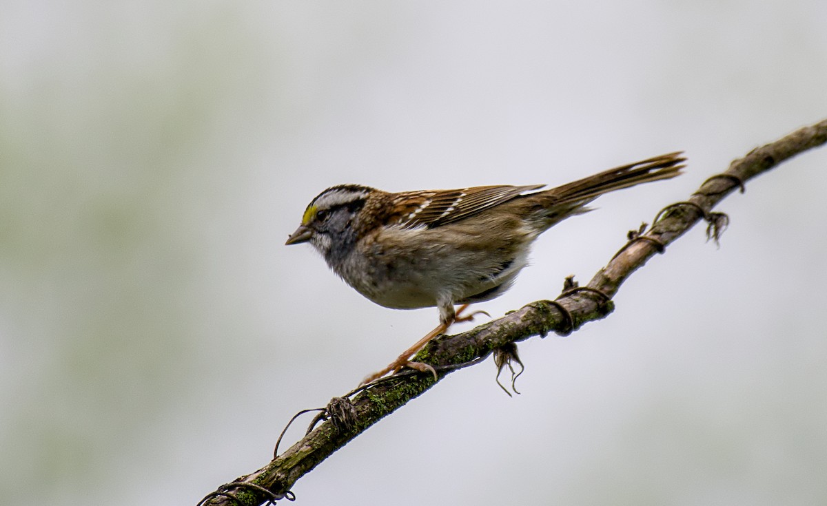White-throated Sparrow - Rickey Shive