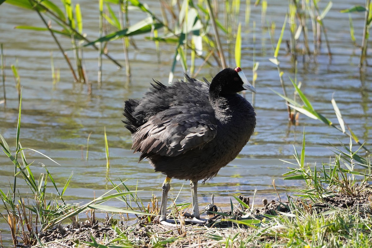 Red-knobbed Coot - ML618071124
