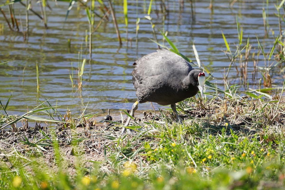 Red-knobbed Coot - ML618071125