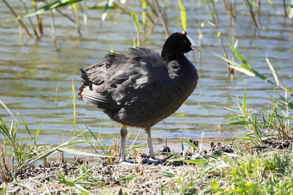 Red-knobbed Coot - ML618071126