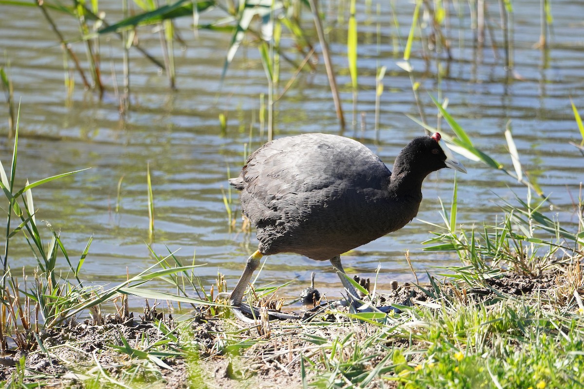 Red-knobbed Coot - ML618071127